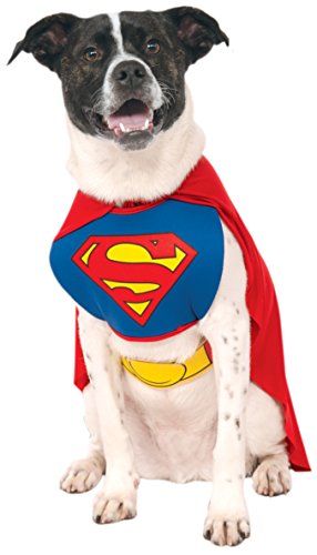 Superman costume dog